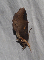 Ercheia