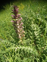 Acanthus syriacus
