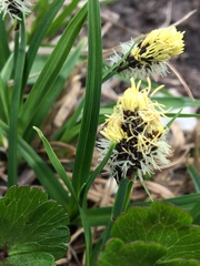 Carex microchaeta