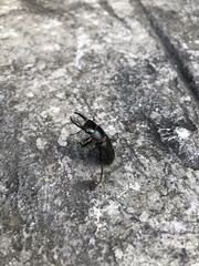 Dorcus rectus