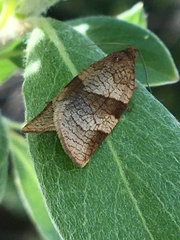 Choristoneura albaniana