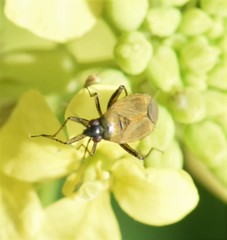 Plagiognathus arbustorum