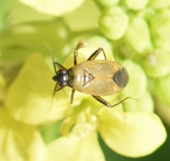 Plagiognathus arbustorum