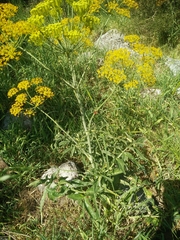 Heptaptera anisoptera