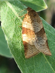 Choristoneura albaniana