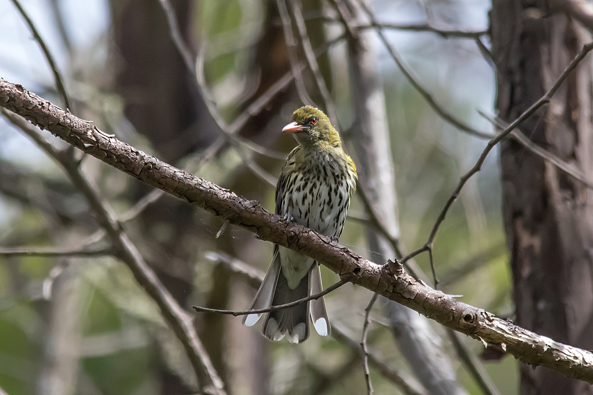 Olive-backed Oriole (Oriolus sagittatus)