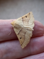 Crocallis elinguaria