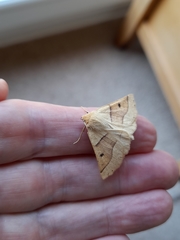 Crocallis elinguaria