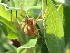 Philodromus rufus