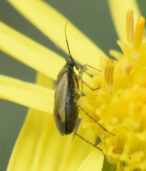 Plagiognathus arbustorum