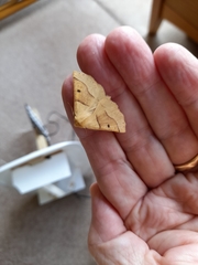 Crocallis elinguaria