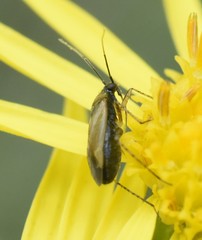 Plagiognathus arbustorum