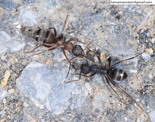 Japanese Amazon Ant