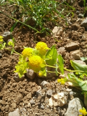 Bupleurum lancifolium