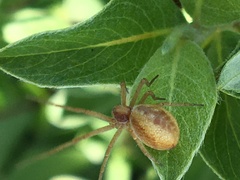 Philodromus rufus
