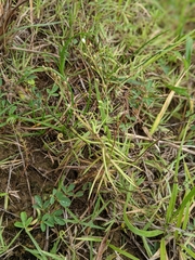 Drosera finlaysoniana