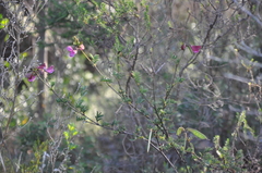Tephrosia grandiflora