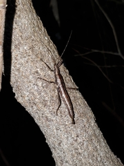 Malacomorpha sanchezi