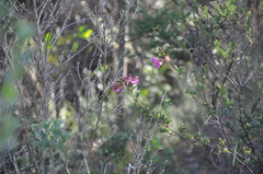 Tephrosia grandiflora