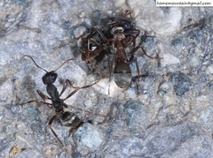 Formica cunicularia