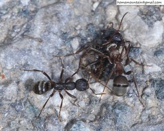 Formica cunicularia
