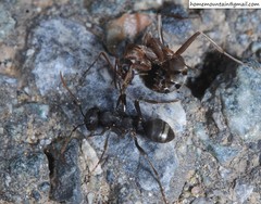 Formica cunicularia