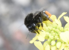 Bombus lapidarius