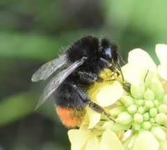 Bombus lapidarius