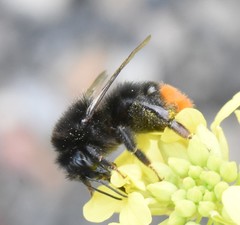 Bombus lapidarius
