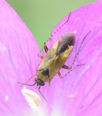 Plagiognathus arbustorum