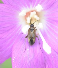 Plagiognathus arbustorum