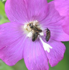 Plagiognathus arbustorum