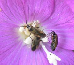 Plagiognathus arbustorum