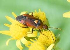 Deraeocoris ruber