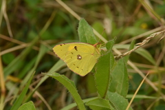 Colias croceus