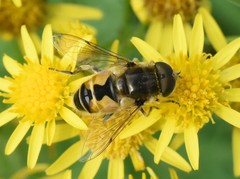 Eristalis arbustorum