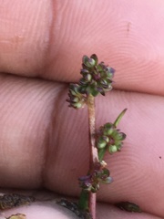 Micranthes foliolosa