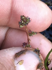 Micranthes foliolosa