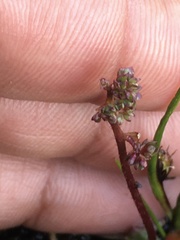 Micranthes foliolosa