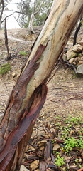 Eucalyptus leucoxylon leucoxylon