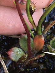 Micranthes foliolosa