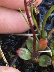 Micranthes foliolosa