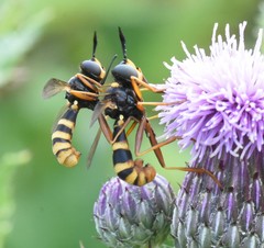 Conops quadrifasciatus