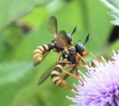 Conops quadrifasciatus