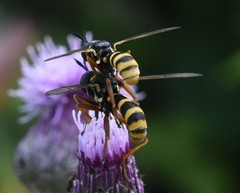 Conops quadrifasciatus