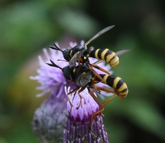Conops quadrifasciatus