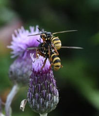 Conops quadrifasciatus