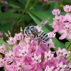 Megachile texana