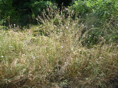 Centaurea stoebe australis