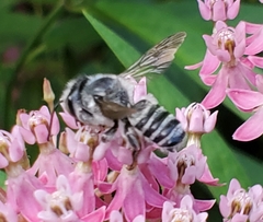 Megachile texana